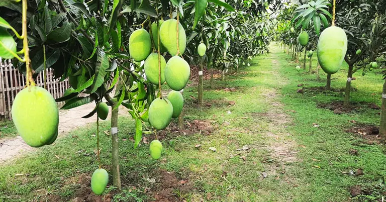 রাজশাহীর আম